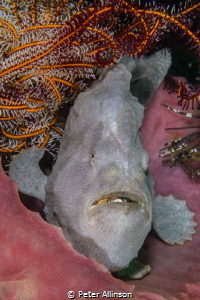 Giat Frogfish taken on Cannibal rock by Peter Allinson 